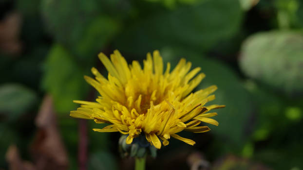 Dandelion