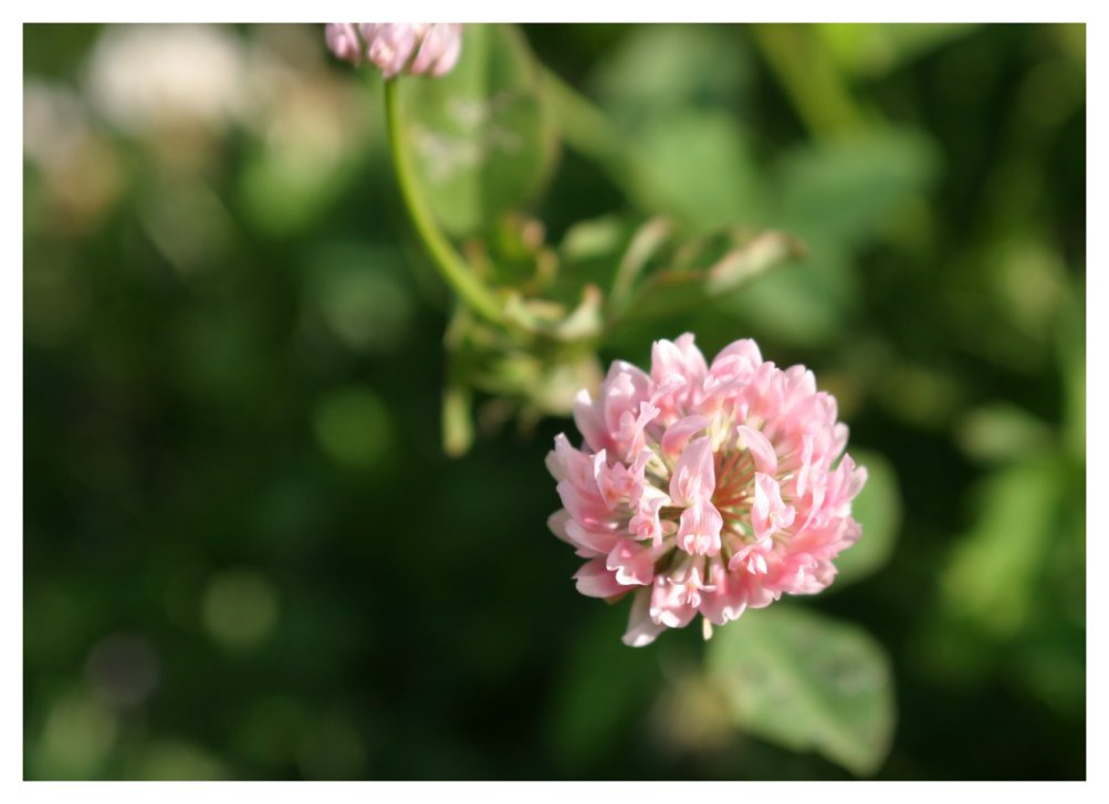 Pink Amongst the Green