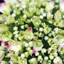 Hortensia I