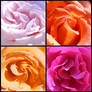 Roses - 1