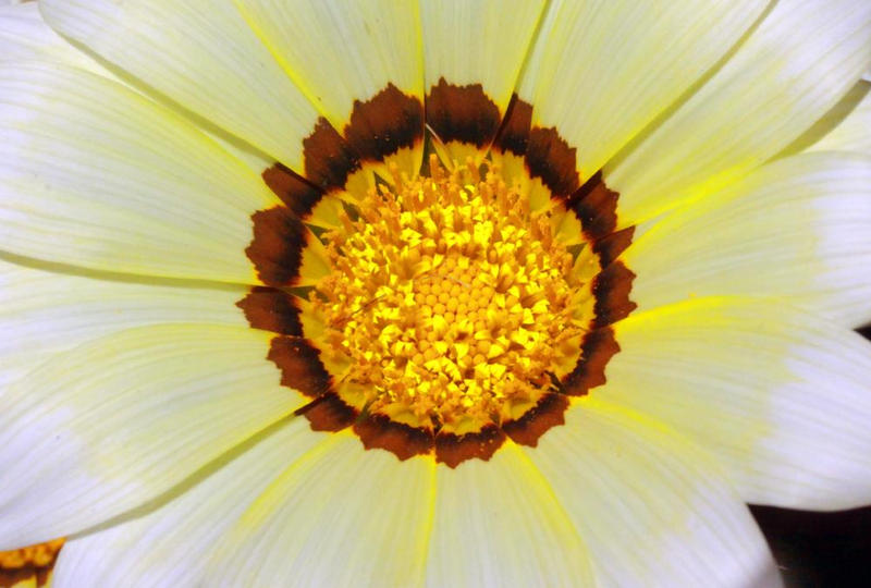 Heart of a daisy