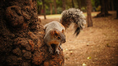 Hi, Im a Squirrel.