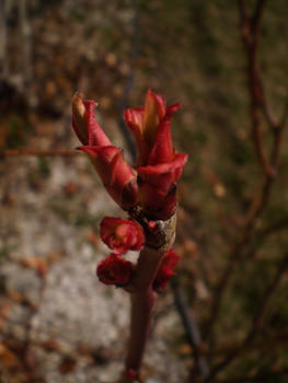 budding rose leaf