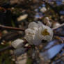 white buds