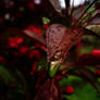 green leaf reflection on red