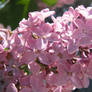 lilacs in the sunlight