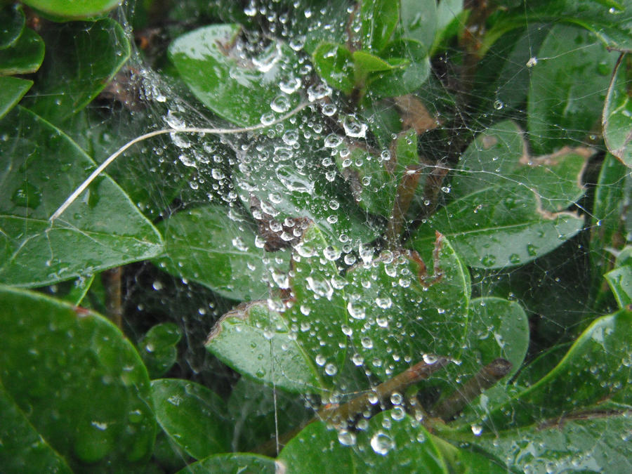 a wet webbed hammock