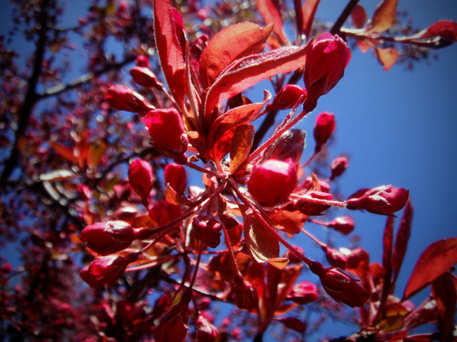 exploding spring