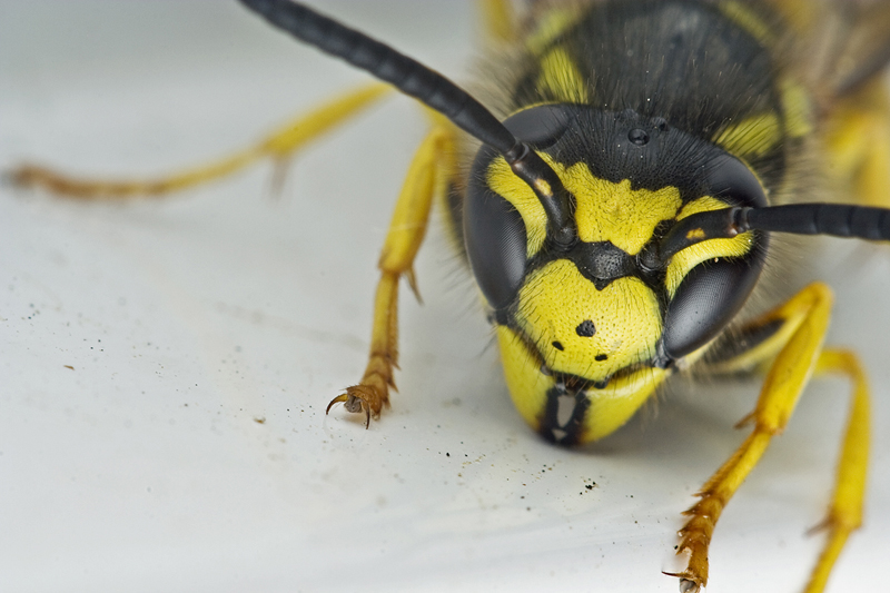 wasp portrait