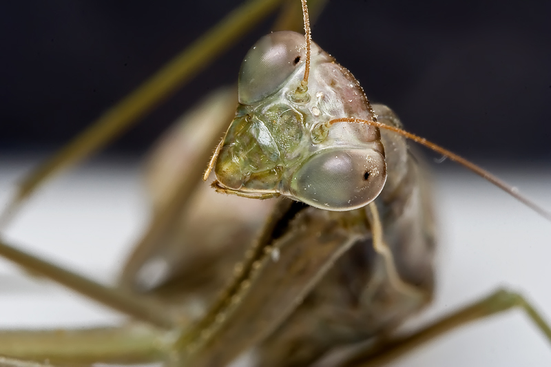 mantid