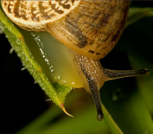 snail action by buleria on DeviantArt