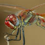 red dragonfly 2