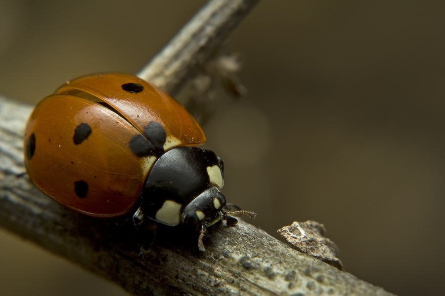 ladybug