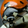 ladybug portrait