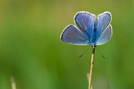 Polyommatus dorylas