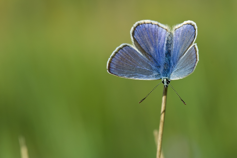 Polyommatus dorylas