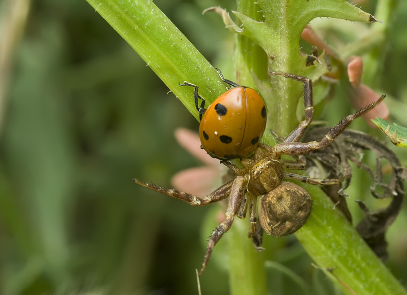 Crabspider with a ladybug