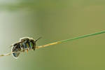 Solitary bee by buleria