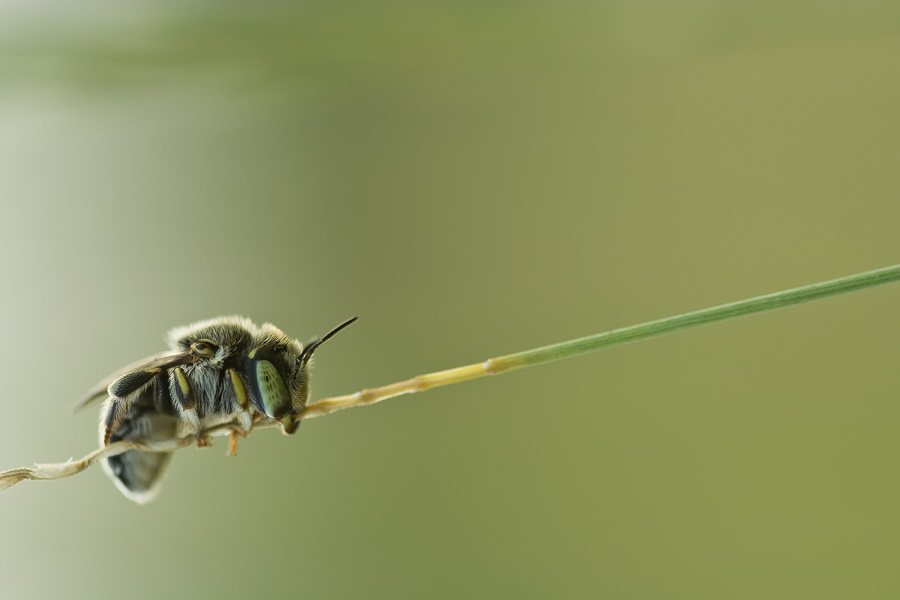 Solitary bee