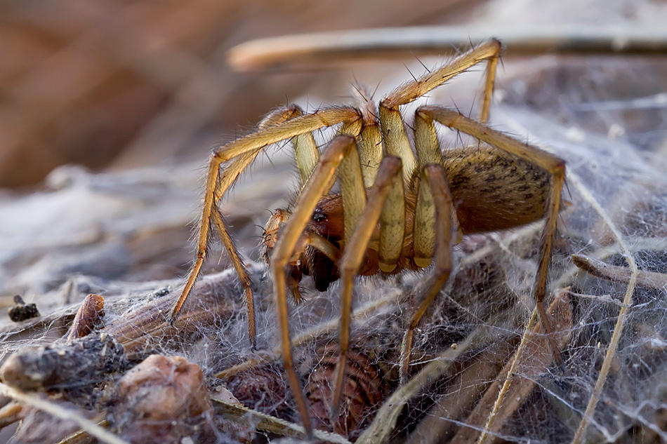 Spider View Strnth Spider view by buleria on DeviantArt