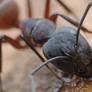 Camponotus portrait