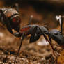 Camponotus Cruentatus drinking