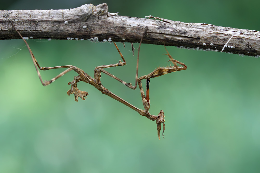 Empusa pennata III