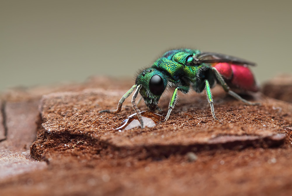 Chrysis Ignita