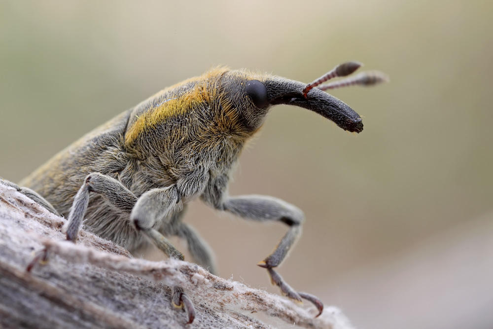 Weevil Web Mp-E weevil portrait by buleria on DeviantArt