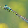 Morning damselfly