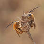 Eucera tuberculata