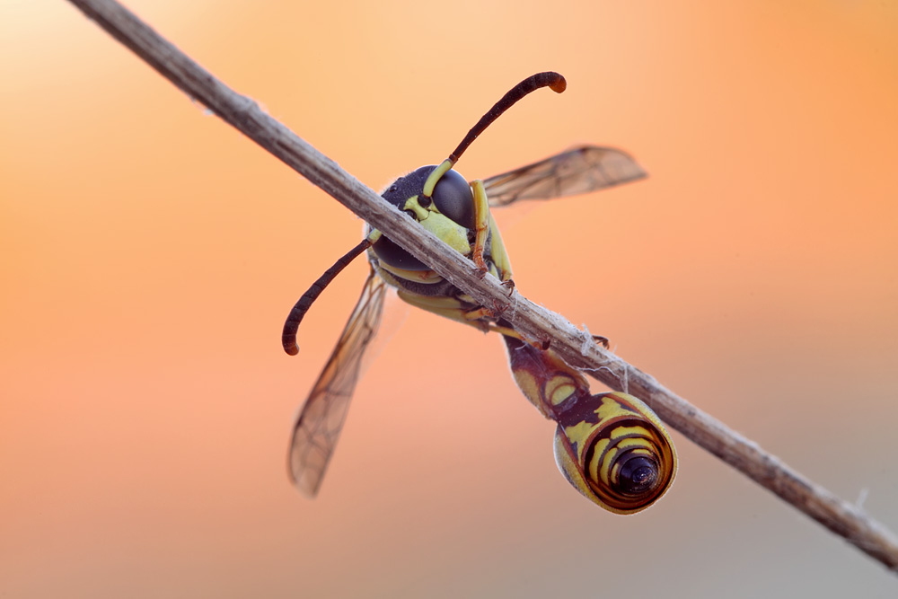 Vespidae Sp.