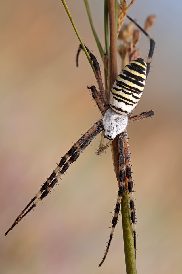 Argiope bruenichi