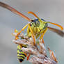 Wasp photo session I