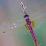 Trithemis annulata II