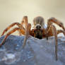 Wolfspider