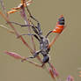 Sand wasp