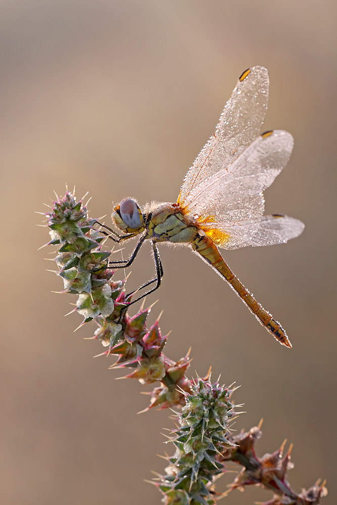 For the love of dragonflies II