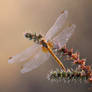 For love of dragonflies III