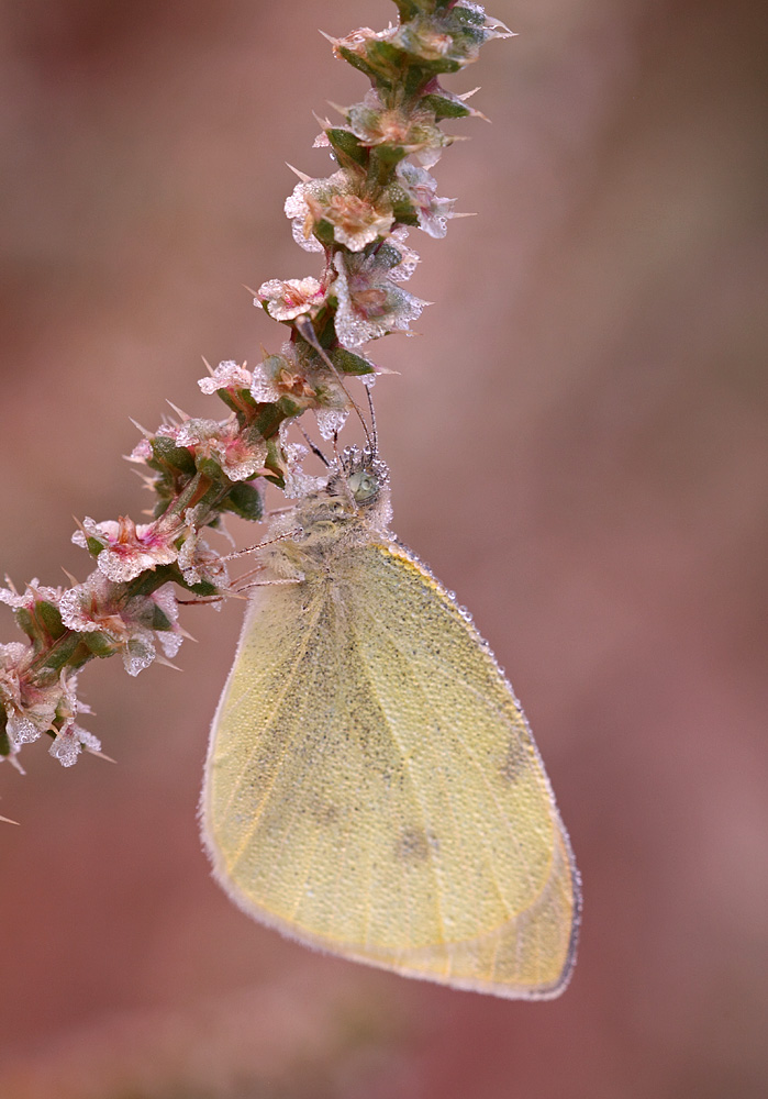 Pieris manni IV