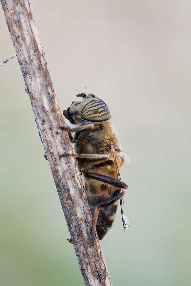 Eristalinus taeniops III