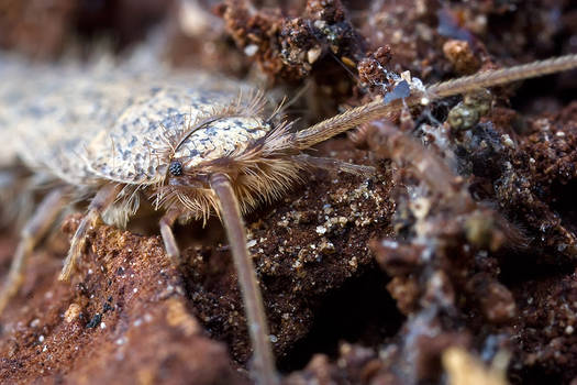 Silverfish portrait