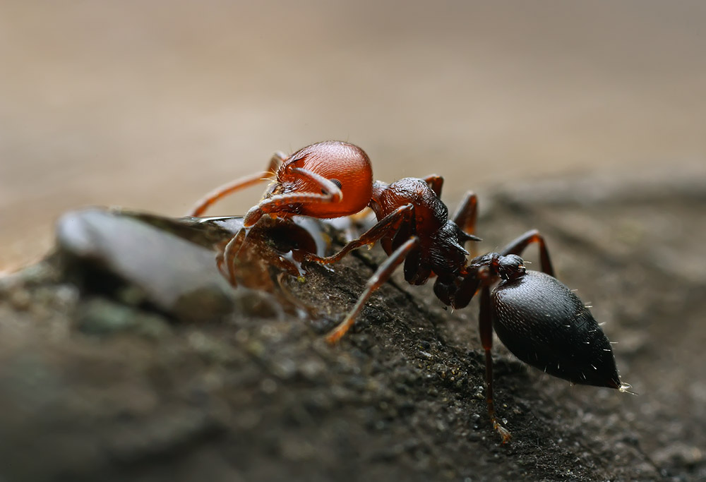 Crematogaster scutelaris