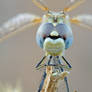 Blue eyes dragonfly