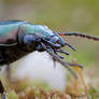 3:1 Carabidae portrait