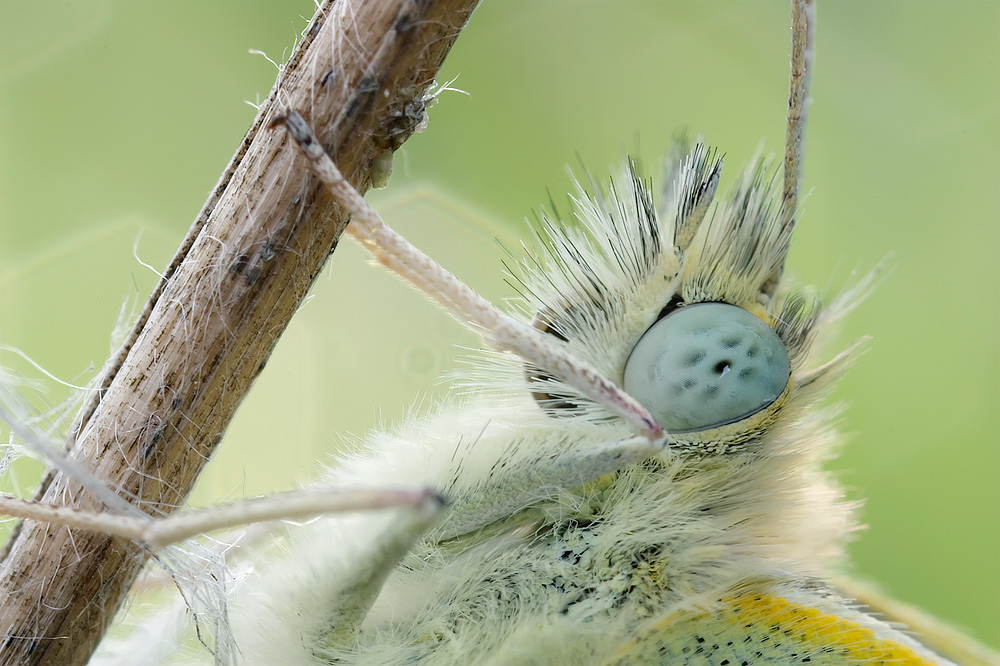 Pieris brasicae MP-E portrait