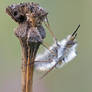 Bombyliidae Sp.