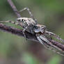 Lynx spider II