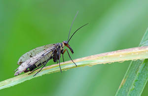 Panorpa meridionalis