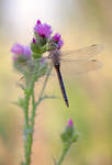 Anax imperator-female by buleria